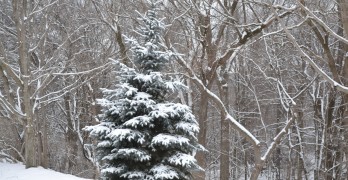 Snow on Pine