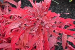 Amaranthus Early Splendor