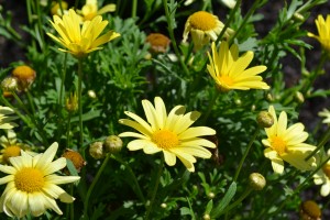 Argyanthemum Sunlight Yellow Flower