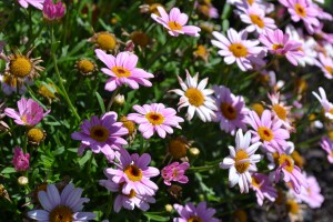 Argyranthemum Molimba Pink