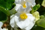 Begonia Lotto White