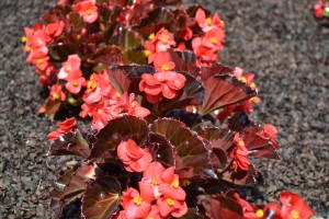 Begonia Party Friend Red