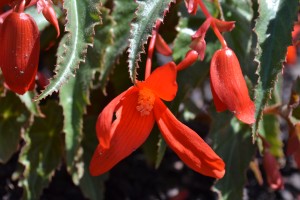 Begonia Santa Cruz Sunset