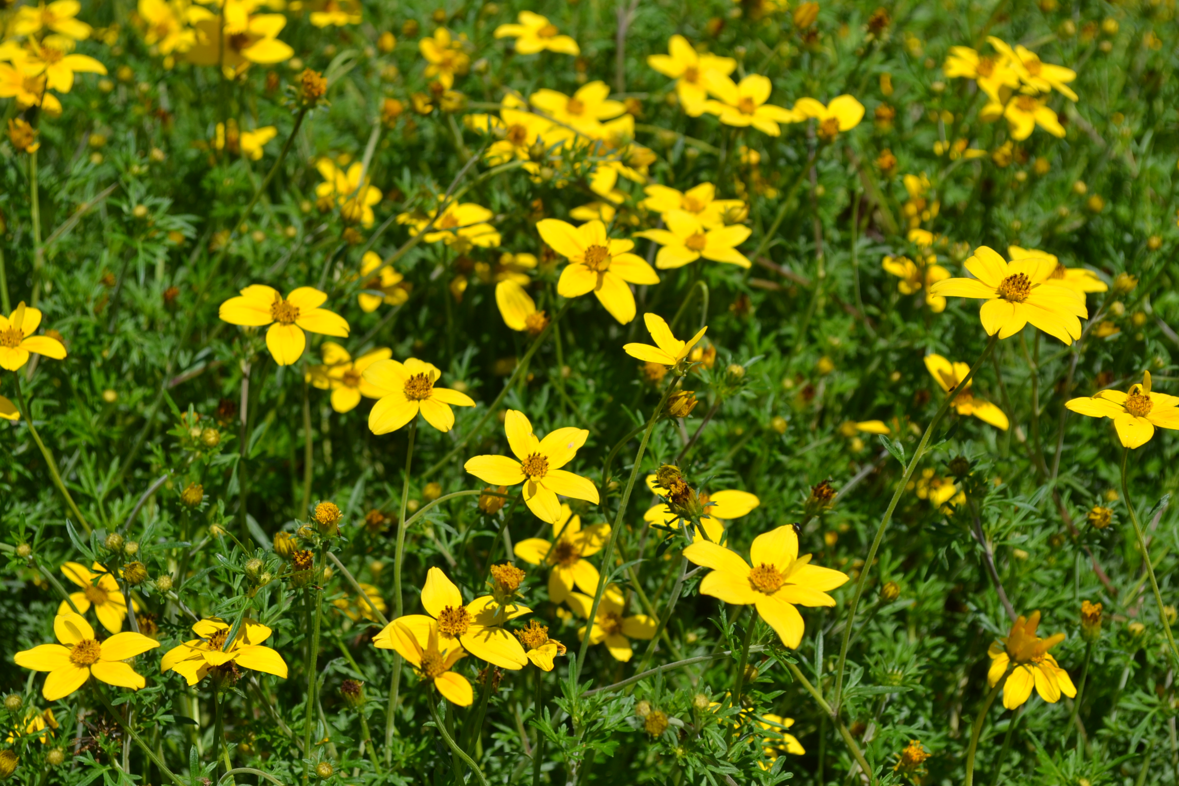 Bidens is a nice sunshiney, traily little plant Bacs de jardin, Planter des fleu
