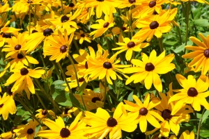 Black Eyed Susan