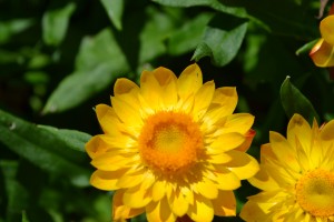 Bracteantha Mohave Golden Yellow