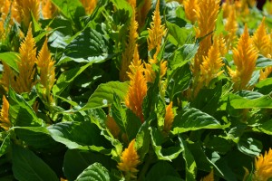 Celosia Fresh Look Gold