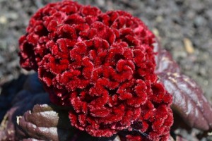 Celosia G L Coulers Dark Red