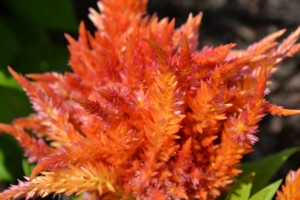 Celosia Ice Cream Orange