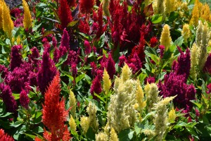 Celosia Multiple Colors