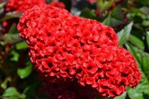 Celosia Prestige Scarlet