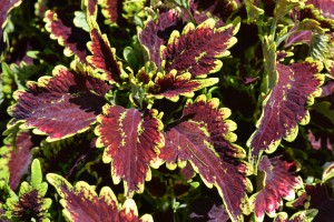 Coleus Cutting Type 6