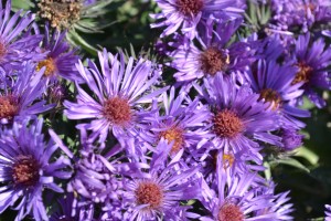Purple Dome Aster