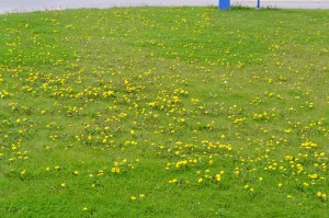 Dandelion Lawn