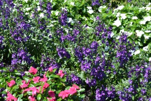 Dark Purple Flowers