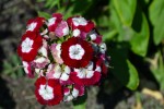 Dianthus Seabay Red
