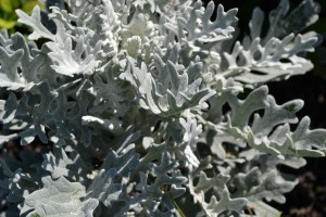 Dusty Miller Silver Dust