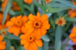 Small Orange Flowers