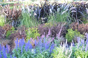 Flowers and Ornamental Grass
