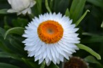 White Flower with Orange Center