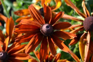 Dark Orange Flower