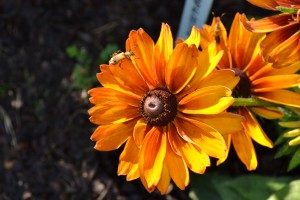 Orange Flower