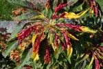 Red and Yellow Plant