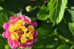Small Yellow and Pink Flowers