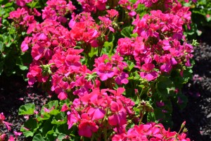 Geranium Hot Pink Orbit Synchro