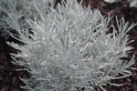 Helichrysum Silver Lining