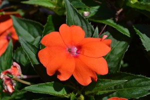 Impatient Sun Patiens Orange