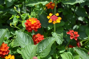 Lantana Dallas Red