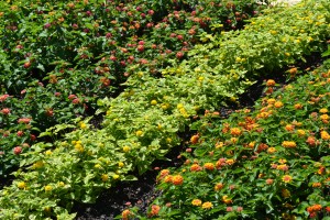 Lantana Flowers