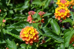 Lantana Landmark Citrus Yellow Flowers