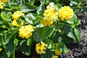 Lantana Landmark Yellow