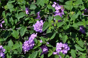 Lantana Texas Lavender