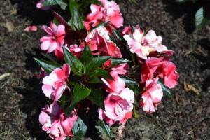 New Guinea Impatiens Sonic Sweet Cherry