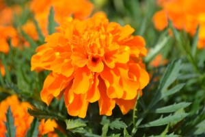 Orange Marigold