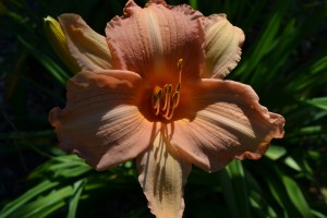 Peach Daylily