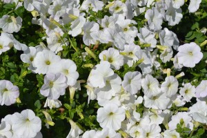 Petunia Avalanche White