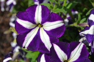 Petunia Carpet Blue Star