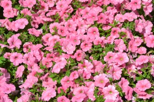 Petunia Ramblin Peach Glo