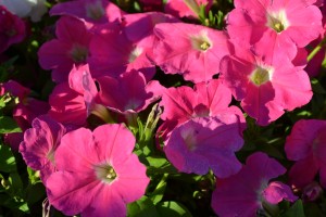 Pink Petunia