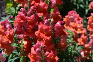 Pink Snapdragon