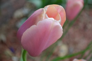 Pink Tulip