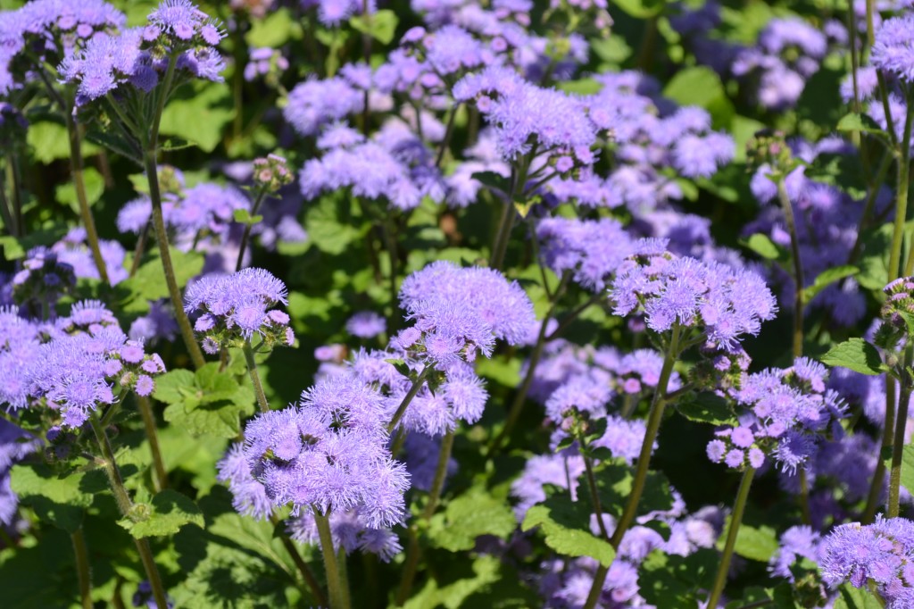 Purple Annual Flowers - Green Thumb Advice