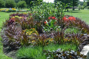 Purple Fountain Grass