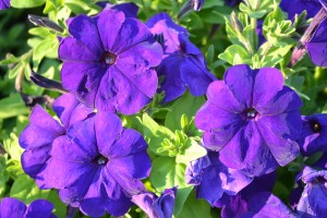 Purple Petunia