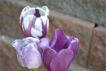 Purple and White Tulips