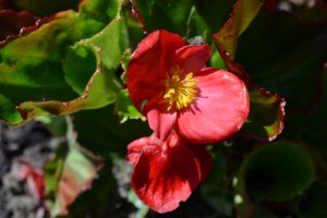 Red Begonia